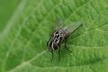 Graphomya maculata